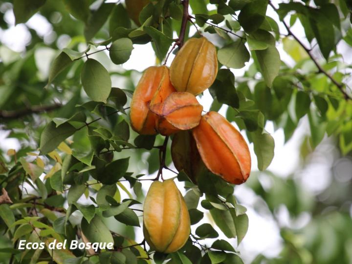 Averrhoa carambola
