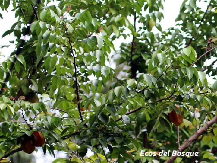 Averrhoa carambola