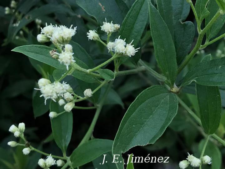 Baccharis trinervis