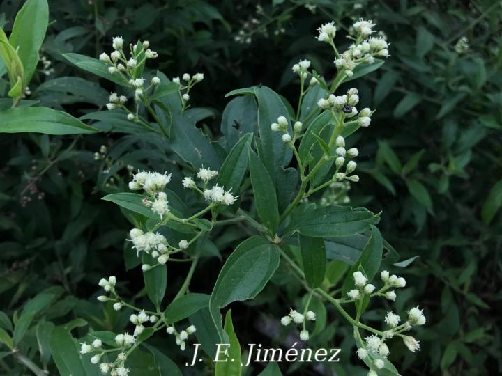 Baccharis trinervis