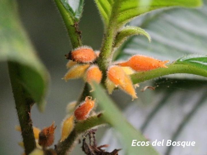 Besleria columneoides