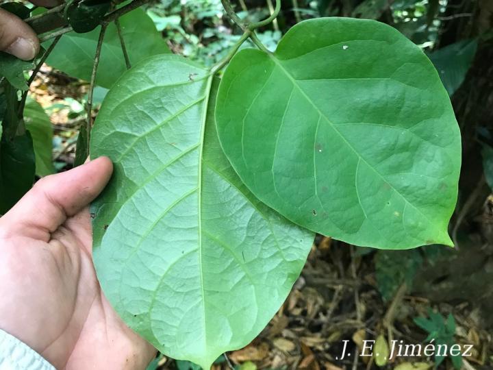 Bignonia hyacinthina
