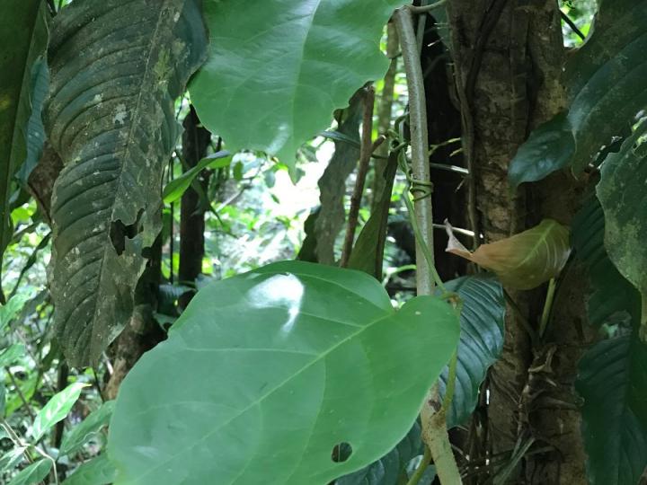 Bignonia hyacinthina