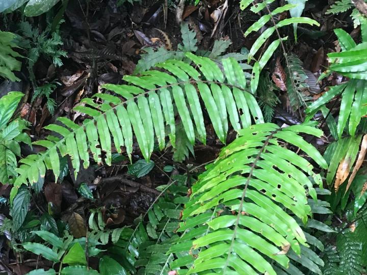 Blechnum ensiforme
