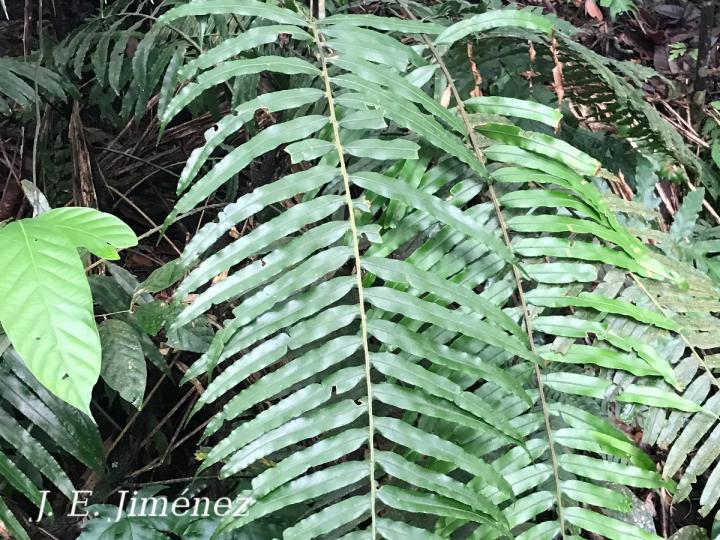 Blechnum ensiforme