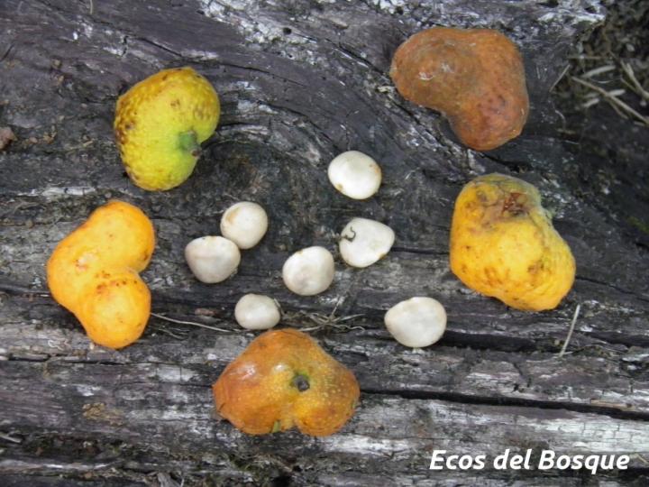 Brosimum lactescens