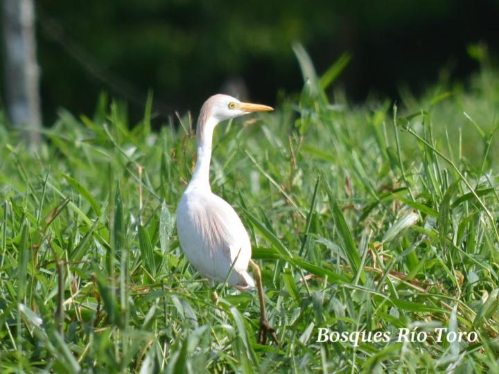 Bubulcus ibis (Garza bueyera)