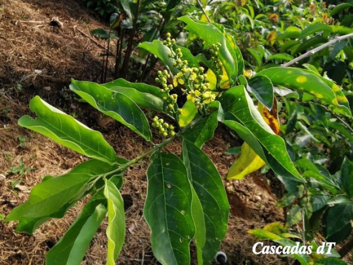 Bunchosia argentea, hojas y flores.
