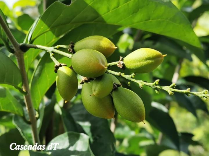 Bunchosia argentea, frutos.