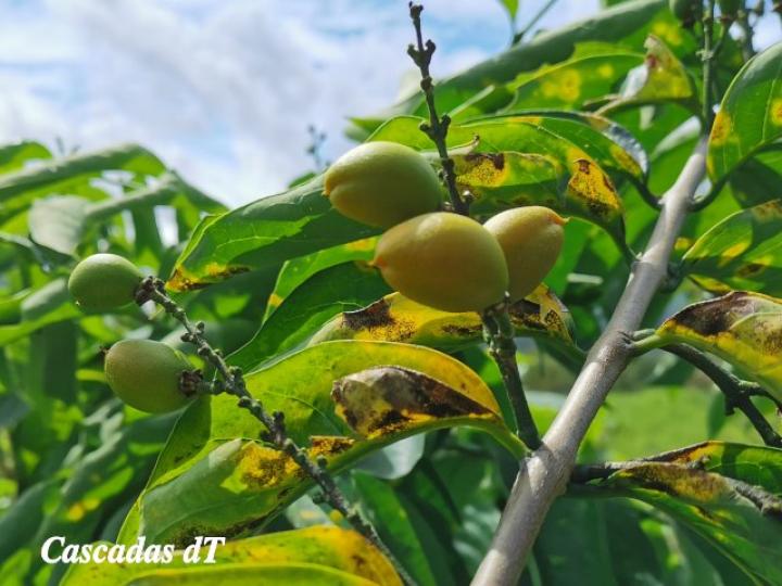 Bunchosia argentea, frutos.
