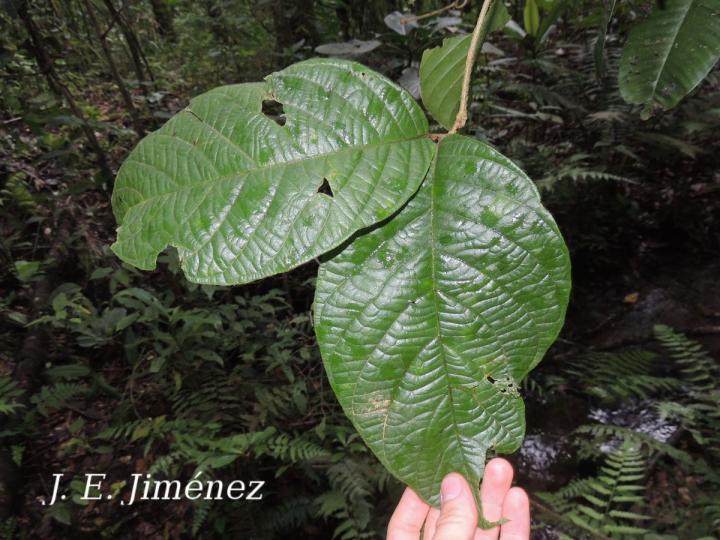 Bunchosia macrophylla