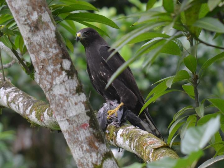Buteo albonotatus