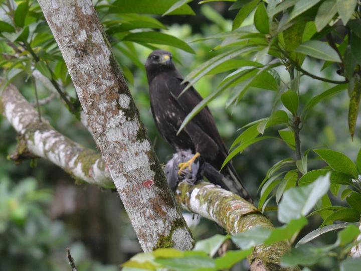Buteo albonotatus