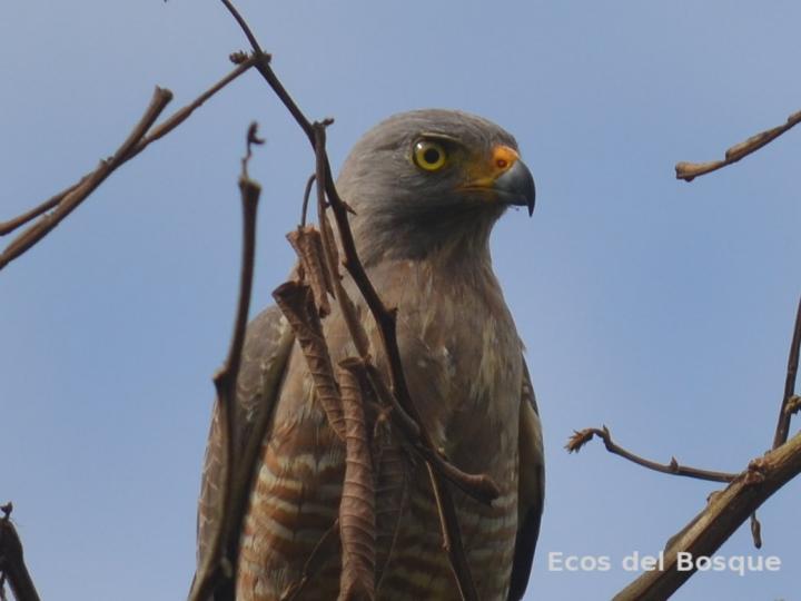 Rupornis magnirostris