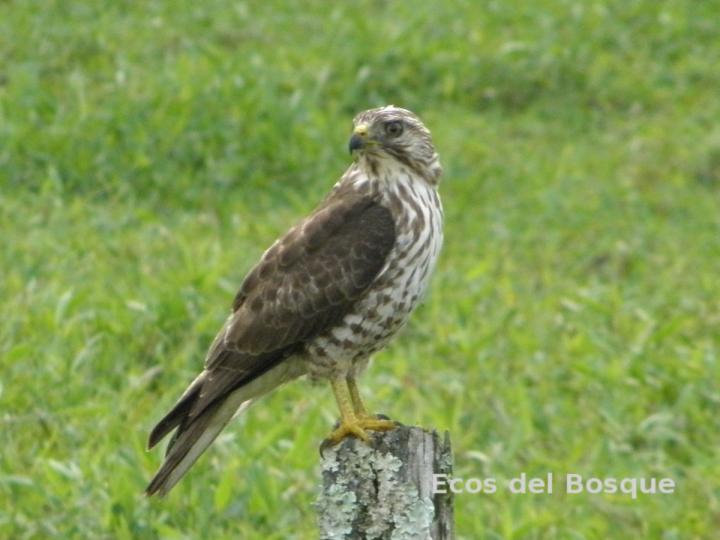 Buteo platypterus