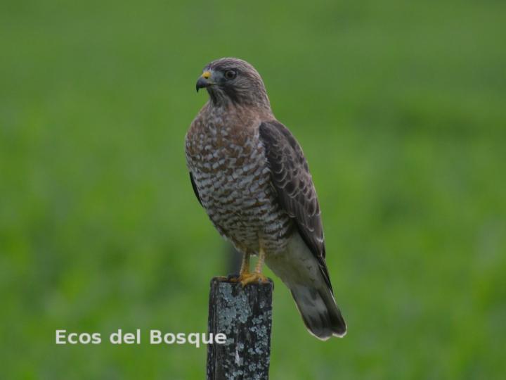 Buteo platypterus