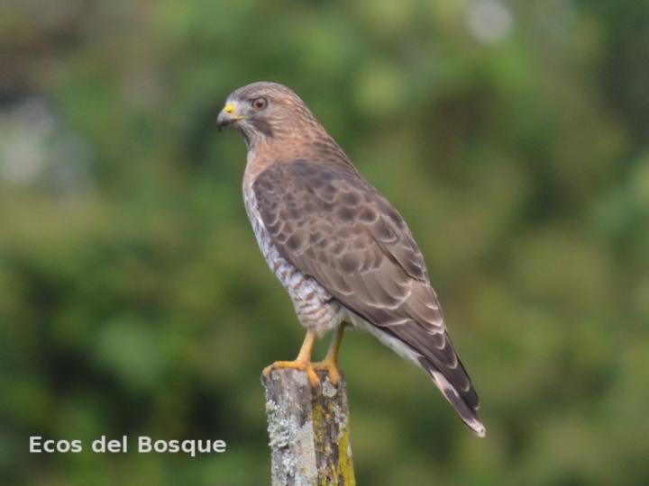 Buteo platypterus