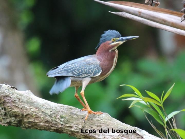 Butorides virescens