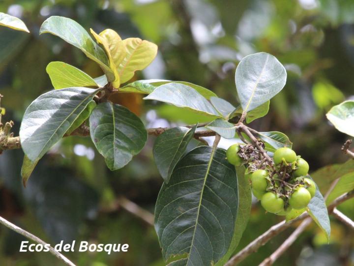 Byrsonima crassifolia