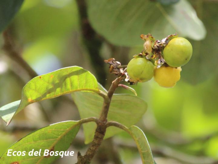 Byrsonima crassifolia