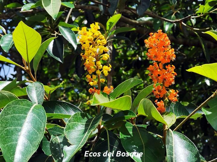 Byrsonima crassifolia