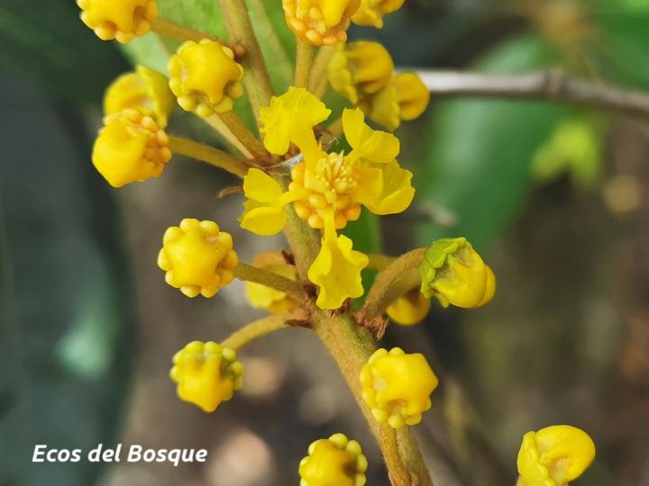 Byrsonima crassifolia