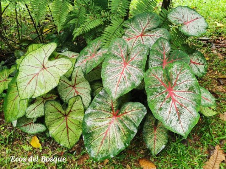 Caladium bicolor
