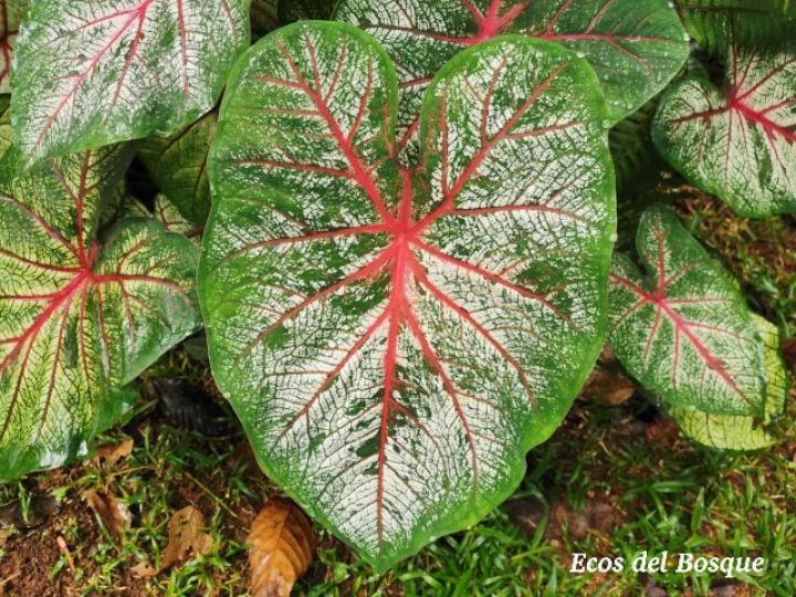 Caladium bicolor