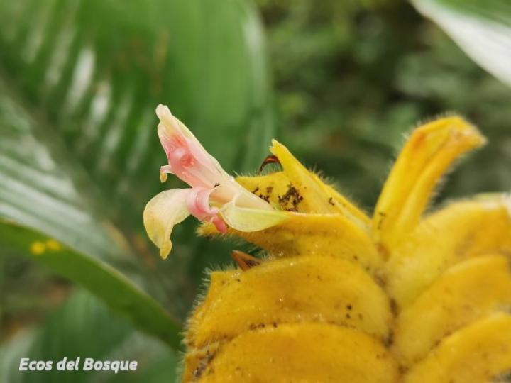 Calathea lasiostachya