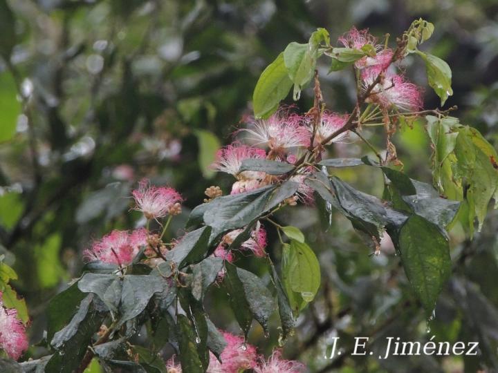 Calliandra trinervia