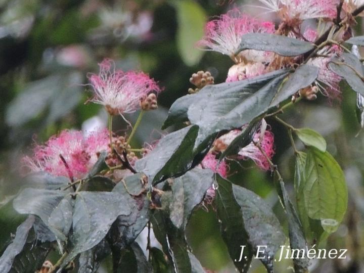 Calliandra trinervia