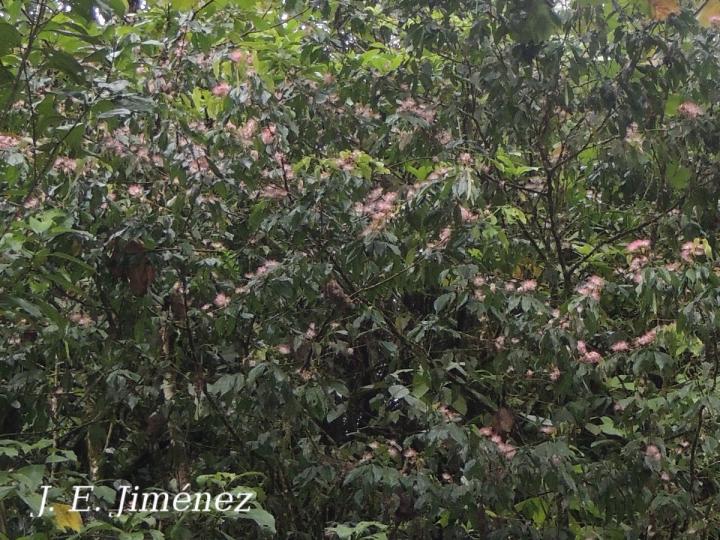 Calliandra trinervia