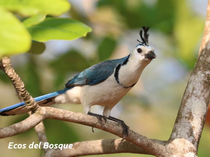 Calocitta formosa