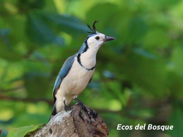 Calocitta formosa