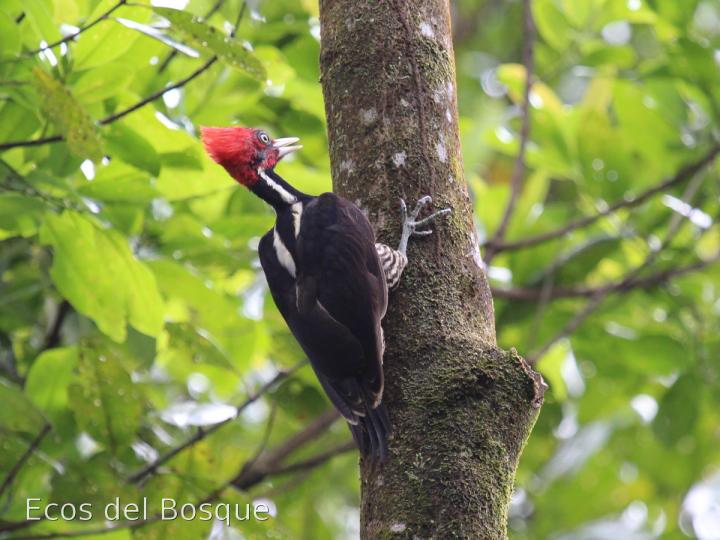Campephilus guatemalensis
