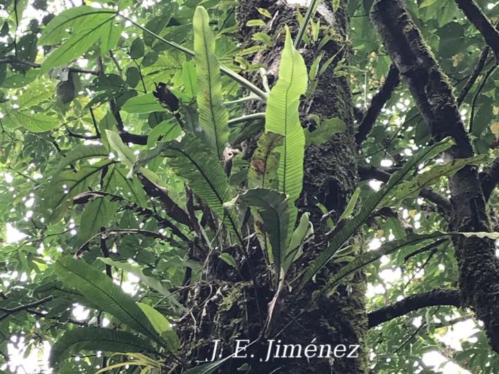 Campyloneurum brevifolium