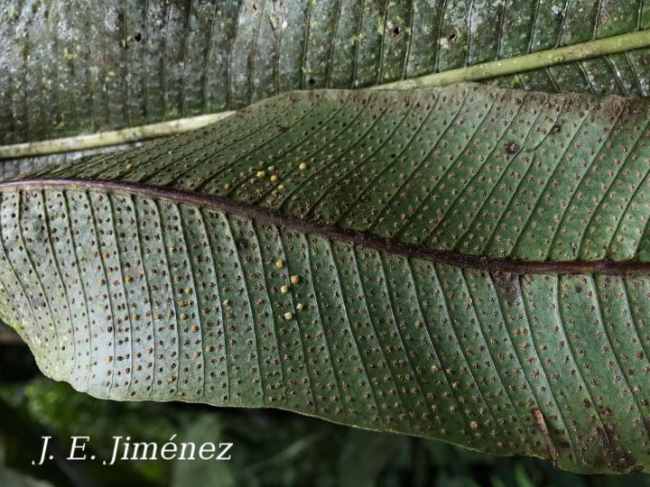 Campyloneurum brevifolium