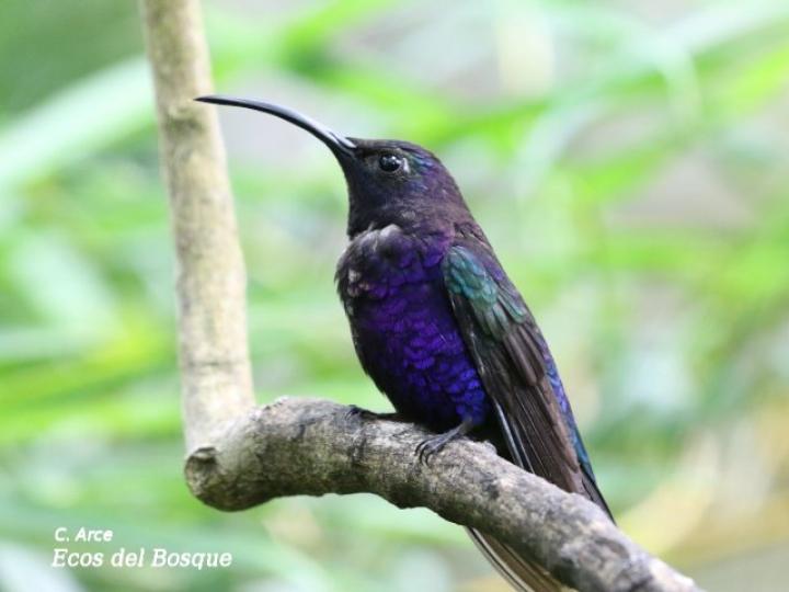 Campylopterus hemileucurus (Alas de sable violáceo)