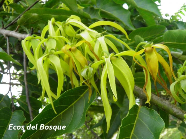 Cananga odorata