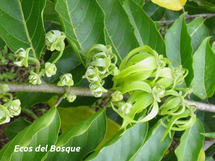 Cananga odorata