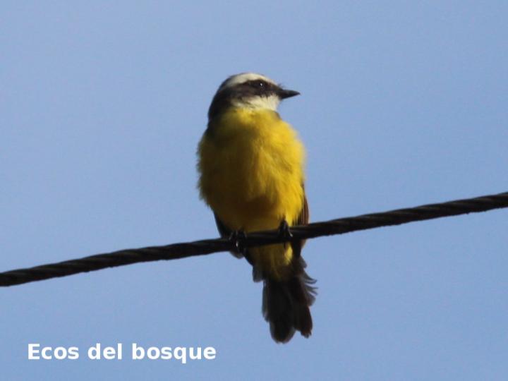 Canopias albovittatus