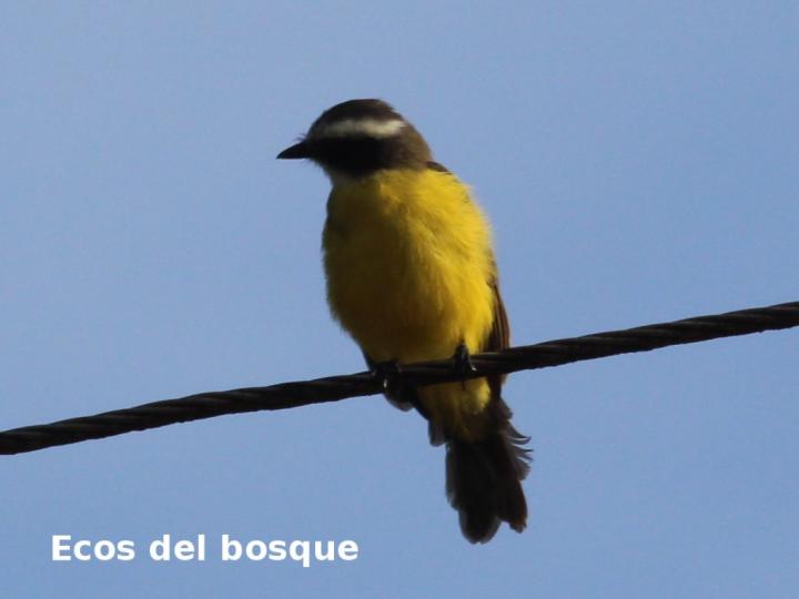 Canopias albovittatus