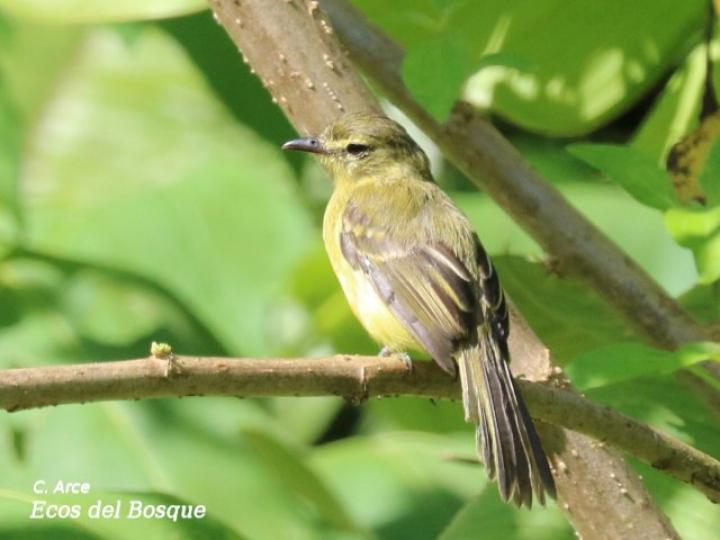 Capsiempis flaveola (Mosquerito amarillo)