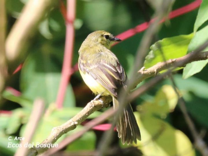 Capsiempis flaveola (Mosquerito amarillo)