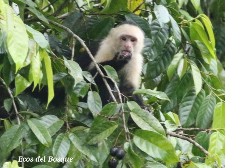 Cebus capucinus come los frutos del manú