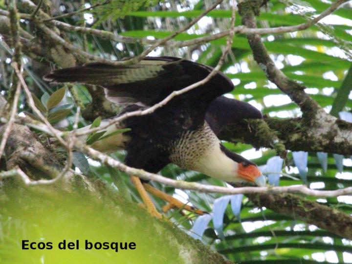 Caracara cheriway