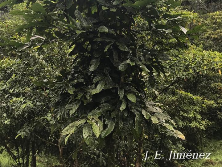 Carapa nicaraguensis