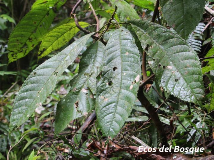 Carpotroche platyptera