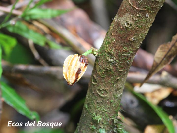 Carpotroche platyptera