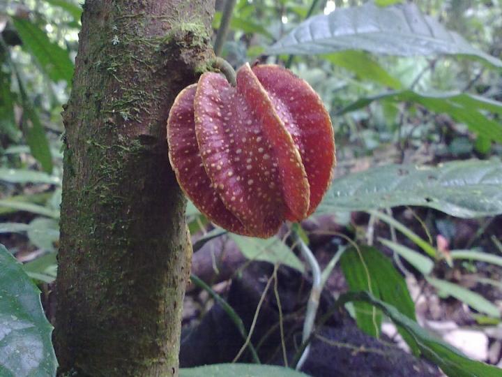 Carpotroche platyptera
